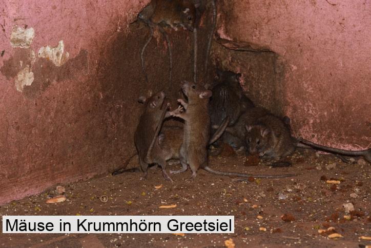 Mäuse in Krummhörn Greetsiel